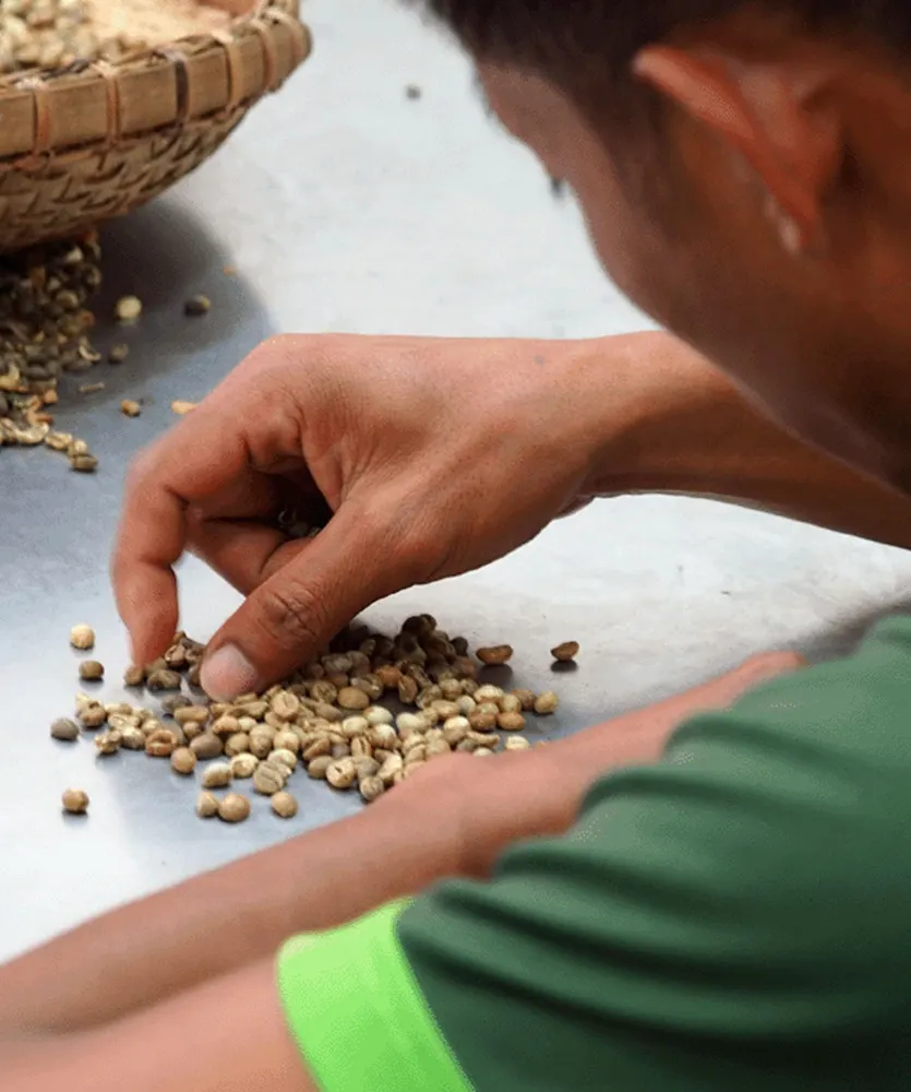 Philippine coffee beans supplied by Brewing Club